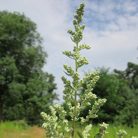 Pollen Beifuß