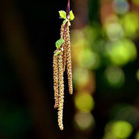 Birke Pollen
