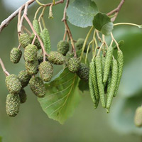Erle Pollen