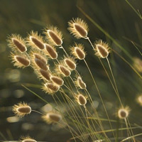 Gräser Pollen