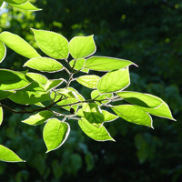 Esche Pollen