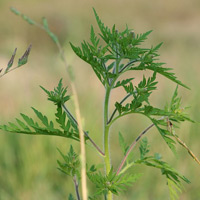 Ambrosia Pollen
